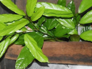 Tiêu dùng - Loại cây dại xưa không ai hái, nay thành đặc sản ngon nức tiếng, có tiền cũng khó mua được