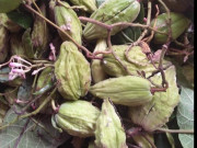 Xem ăn chơi - Loại quả rừng xưa có đầy không ai ăn, giờ thành đặc sản được chị em "đam mê", 120.000 đồng/kg