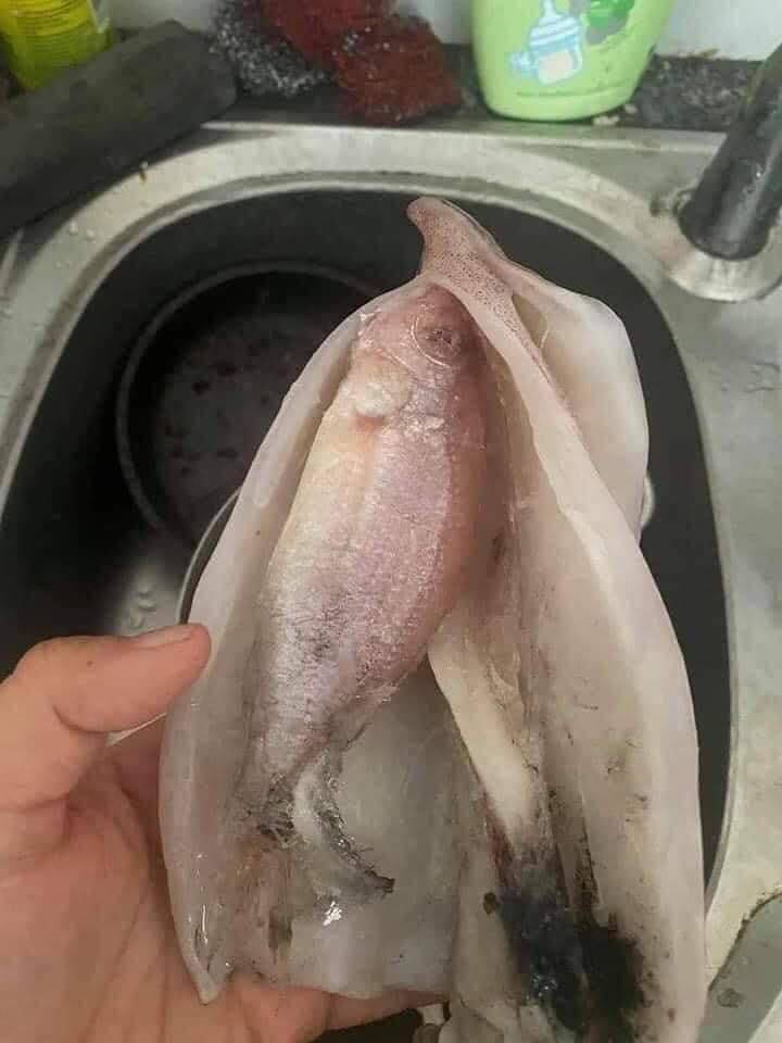 Mua mực được tặng kèm cá bên trong ruột - chiêu lừa người mua tinh vi của nhiều tiểu thương
