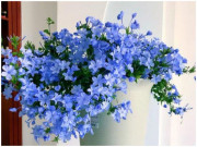 Nhà đẹp - Trồng cây cảnh này, bạn sớm có bức tường hoa xanh ngát, đẹp cực kỳ