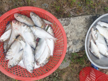                               cá mòi đặc sản ở đập Ba-ra An Trạch xưa vớt mỏi nay tay nay mỏi tay mới vớt được vài con 