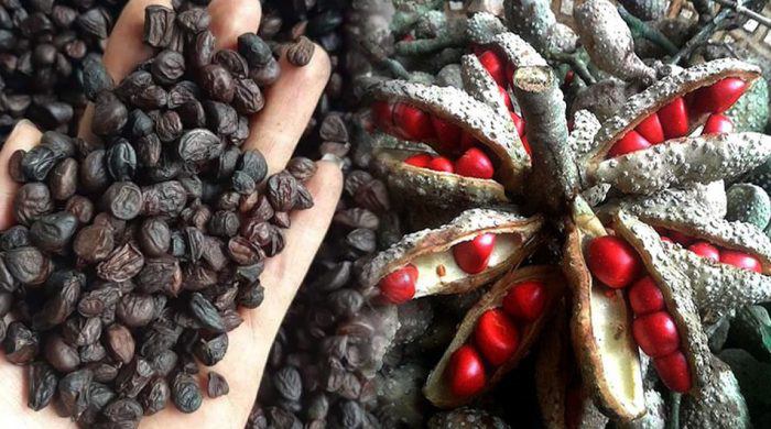 Ngoài mắc khén, hạt dổi chính là một đặc sản vùng Tây Bắc mà du khách đến đây nhất định phải mua về làm quà.