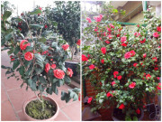 Nhà đẹp - Loại hoa được mệnh danh "nữ hoàng các loài hoa", sống dai, nở hoa dày đặc trong 3 tháng