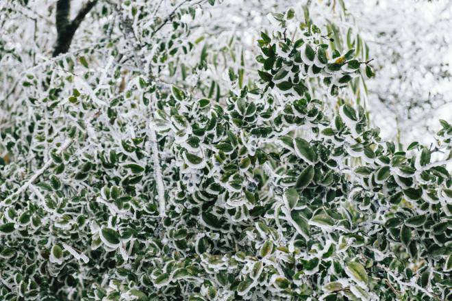 Một cành cây đầy lá ở “vương quốc băng giá”. img src/upload/1-2022/images/2022-02-22/1645497028-9fc6476c408e36d17d7736eae7f552ae.jpg width660 / img src/upload/1-2022/images/2022-02-22/1645497028-fabe0372ab6c092bd2a0b6401d098245.jpg width660 / img src/upload/1-2022/images/2022-02-22/1645497028-38788e47a840238644b6391cce2ba7e1.jpg width660 /