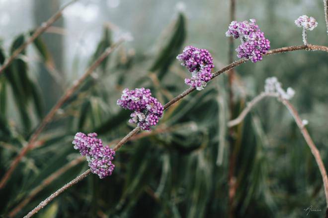 Những chồi hoa chờ mùa xuân sang để bung nở. img src/upload/1-2022/images/2022-02-22/1645497029-a71e57c961b2fc0b4c37e9525abc9955.jpg width660 /