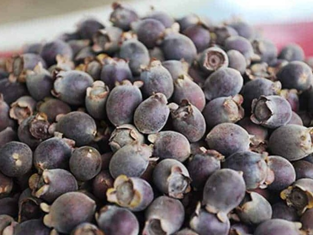 Loại quả xưa có đầy không ai ăn, giờ thành đặc sản được người thành phố săn lùng, 160.000 đồng/kg