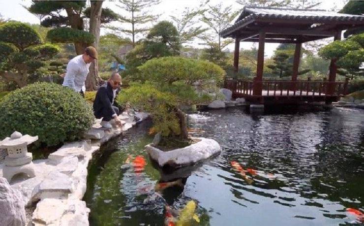 Đặc biệt, khu vườn đẹp đẽ này còn có một góc rất Nhật khác chính là hồ cá Koi với 100% cá Koi chuẩn Nhật. Có những con có chiều dài lên đến 1m.