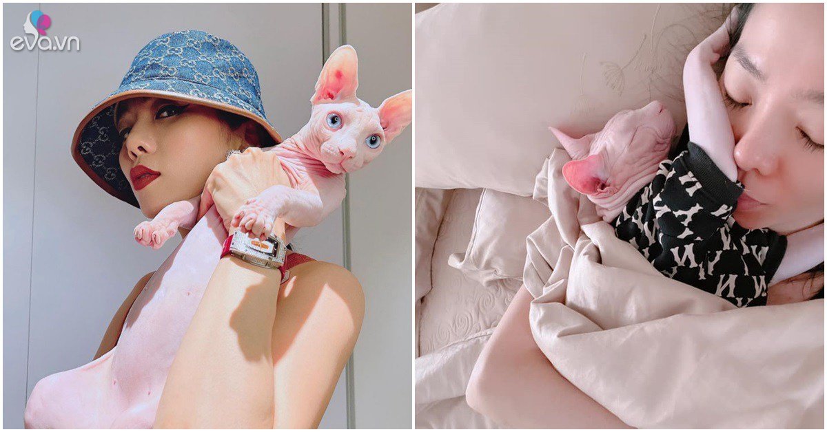 Gallery - Khoe mèo đắt giá sinh ngày đặc biệt, Lệ Quyên nổi điên khi con cưng bị chê như quái vật