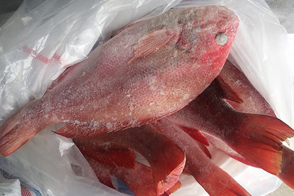 4 loại cá vừa bẩn vừa không có dinh dưỡng, có rẻ thối rẻ nát cũng không nên mua kẻo rước bệnh vào thân - 4