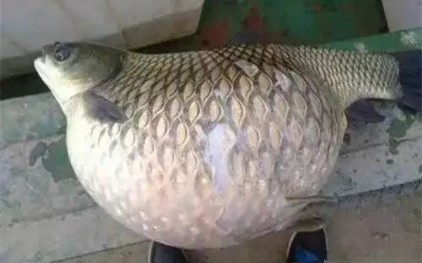 4 loại cá vừa bẩn vừa không có dinh dưỡng, có rẻ thối rẻ nát cũng không nên mua kẻo rước bệnh vào thân - 5