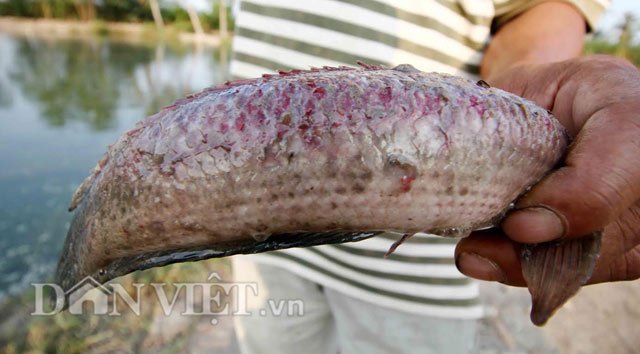 4 loại cá vừa bẩn vừa không có dinh dưỡng, có rẻ thối rẻ nát cũng không nên mua kẻo rước bệnh vào thân - 3