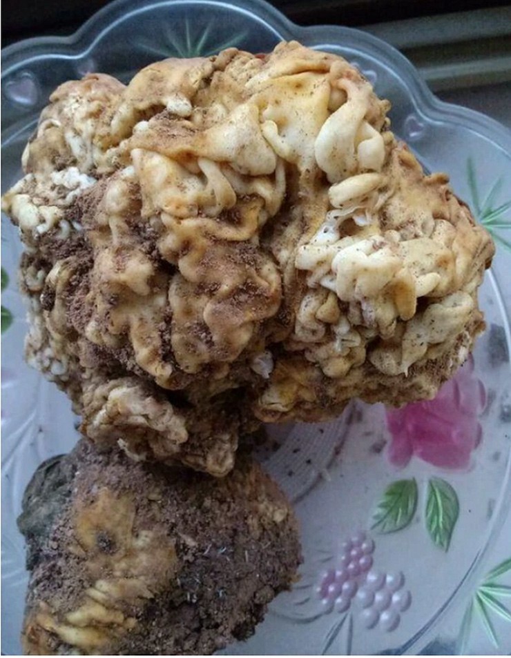 Nấm linh chi Thái Tuế tự nhiên và quý hiếm nên giá trị rất cao.