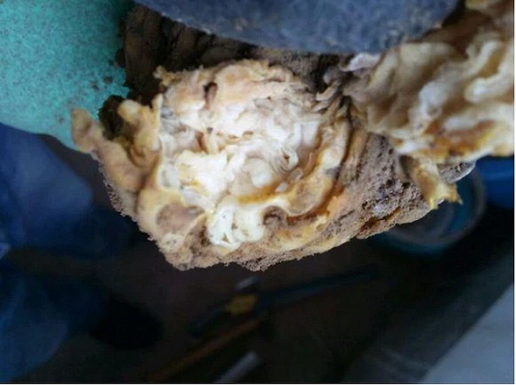 Màu sắc càng nhạt thì chứng tỏ chất lượng của cây nấm linh chi Thái Tuế đó càng tốt và giá trị dinh dưỡng càng cao.