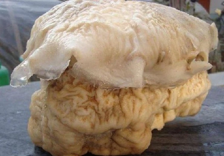 Nấm linh chi Thái Tuế thường mất rất nhiều thời gian để phát triển. Cây nào càng lâu năm càng có giá trị cao.