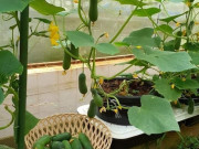 Nhà đẹp - Trồng loại cây này làm "rèm" ban công, mùa hè sảng khoái, quả ăn đến tháng 9