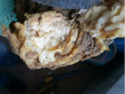 Tin tức - Làm vườn đào trúng "cây súp lơ" lạ, lão nông đem đi kiểm định, "sốc" khi biết giá trị thật