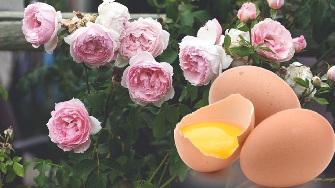 Trứng gà là amp;#34;siêu thực phẩmamp;#34; của hoa hồng, bón 1 chút vào gốc hoa sẽ tuôn thành thảm - 1