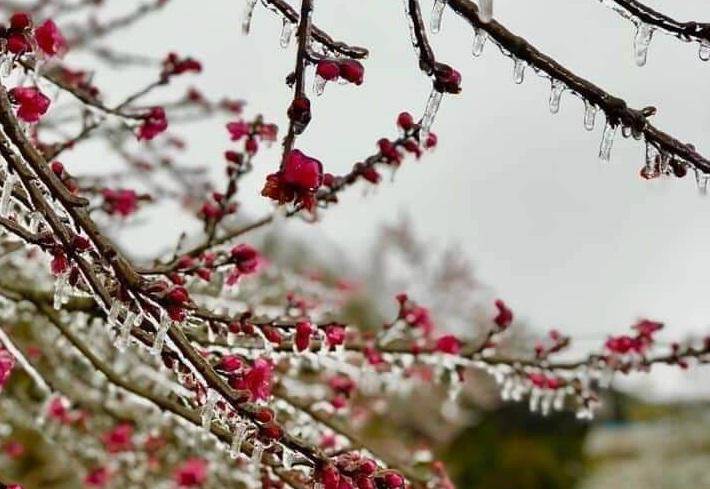 Băng giá xuất hiện nhiều nơi trong đợt rét mạnh nhất từ đầu mùa đông ở miền Bắc.