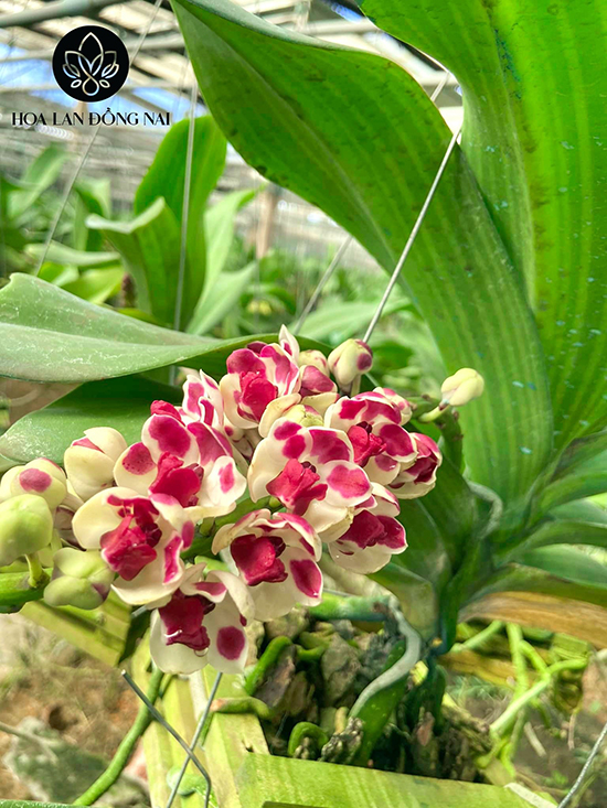 Chủ vườn Hoa Lan Đồng Nai chia sẻ 5+ lý do lan Ngọc Điểm được chuộng trong 2022 - 1