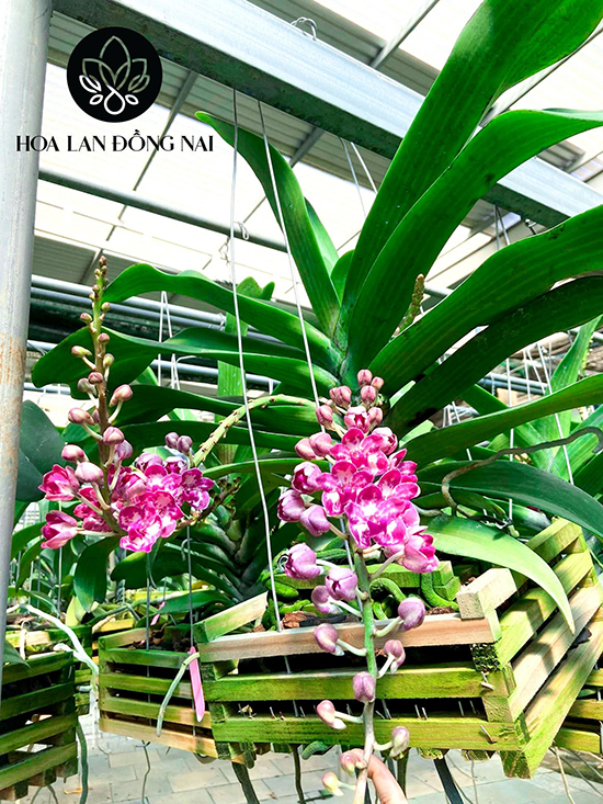 Chủ vườn Hoa Lan Đồng Nai chia sẻ 5+ lý do lan Ngọc Điểm được chuộng trong 2022 - 2