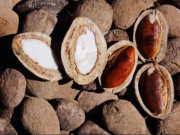 Xem ăn chơi - Đặc sản xưa có đầy không ai ăn, giờ được chị em nội trợ "săn lùng" đến lạ, 140.000 đồng/kg