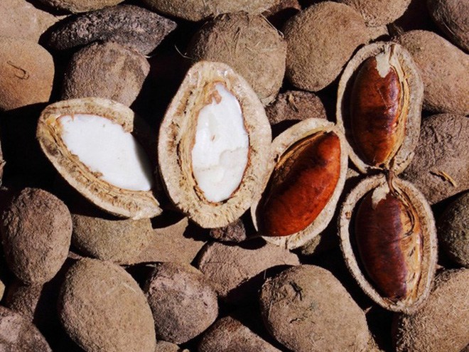 Hạt kơ nia từ quả kơ nia rất bùi, béo, giòn giòn như hạt dưa nhưng to hơn hạt dưa rất nhiều.