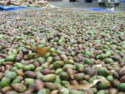 Tiêu dùng - "Lộc trời" ở Việt Nam được ví như yến sào, 4 năm có 1 lần, nhặt về "hốt" chục triệu
