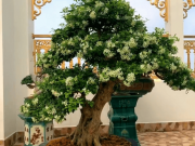 Nhà đẹp - Trồng một cây hoa "nước hoa" tại nhà, hương thơm tràn ngập, không phải chăm nhiều