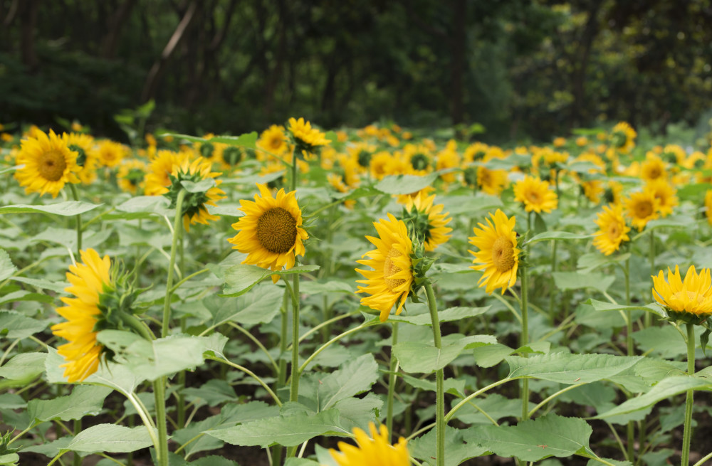 Những người thực sự khôn ngoan đã chuyển cuộc sống của mình sang amp;#34;chế độ im lặngamp;#34; - 2