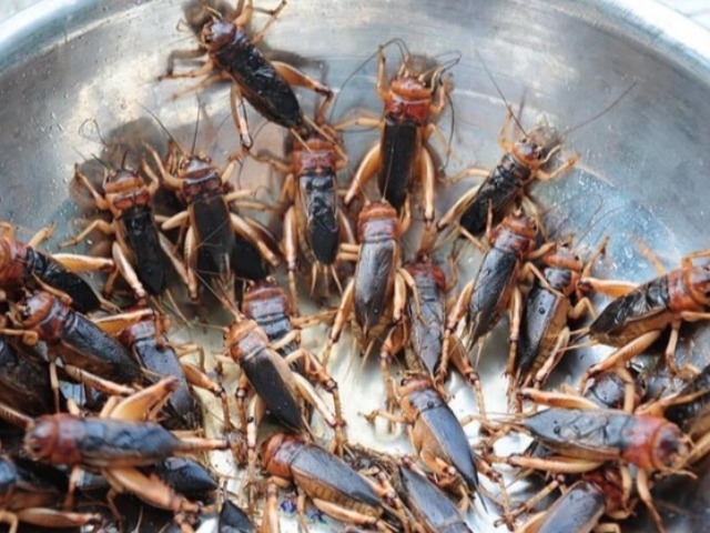 Khiếp hãi với đặc sản nổi tiếng Kon Tom, nhìn ghê nhưng càng ăn càng ghiền vì hương vị lạ