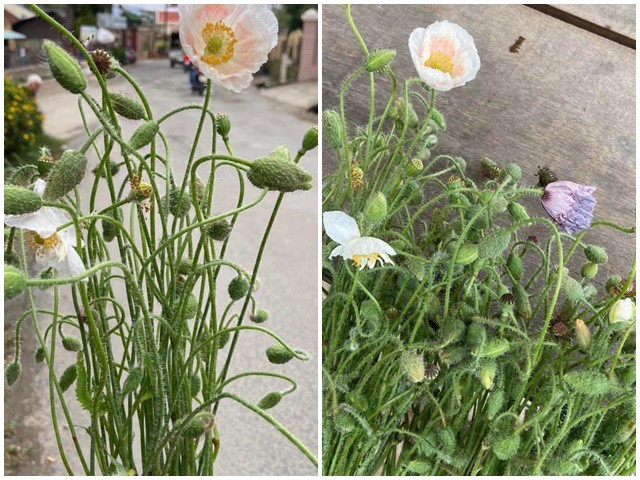 Khi mới mua về, hoa thường rất yếu, trông như yếu, hỏng, cần phải hồi sức cho hoa bằng cách ngâm nước trong nhiều tiếng