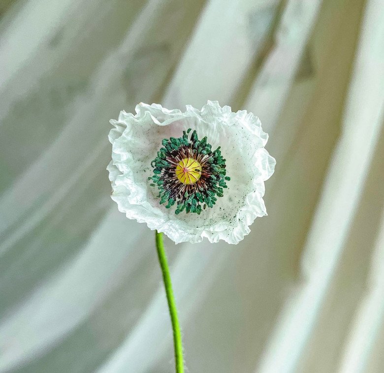 img srchttps://cdn.eva.vn/upload/1-2022/images/2022-02-25/lo-con-sot-cam-loai-hoa-moi-doc-la-khoang-200000-dongbo-dep-kieu-diem-chi-em-me-man-v11-1645771188-51-width780height785.jpg width660 /