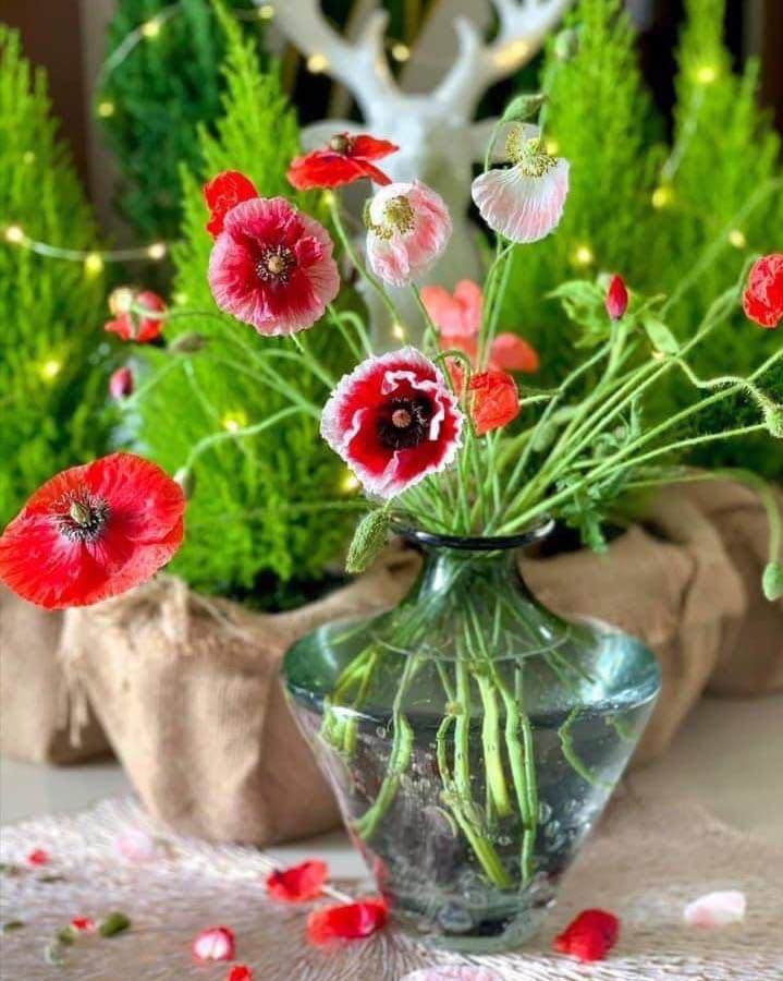 img srchttps://cdn.eva.vn/upload/1-2022/images/2022-02-25/lo-con-sot-cam-loai-hoa-moi-doc-la-khoang-200000-dongbo-dep-kieu-diem-chi-em-me-man-v4-1645771187-479-width720height901.jpg width660 /