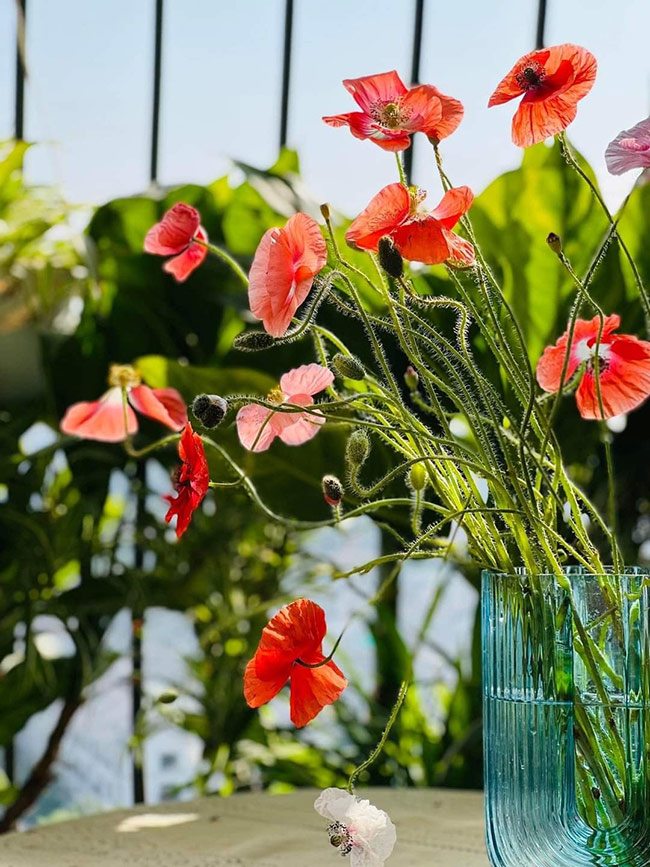 Hoa poppy có cánh mỏng như cánh bướm, nhiều màu sắc rực rỡ như cam, vàng, đỏ, hồng, trắng,…