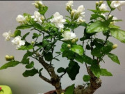 Nhà đẹp - 4 điểm mấu chốt để chăm sóc cây cảnh nở hoa như "nổ bỏng", hương thơm tứ phía