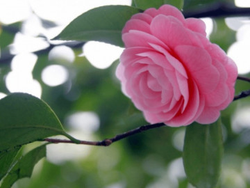 5 ngày sinh âm lịch của người luôn gặp may mắn