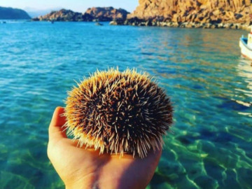 Hít thở vitamin sea, lặn ngắm san hô, chinh phục núi đá tại Hòn Khô
