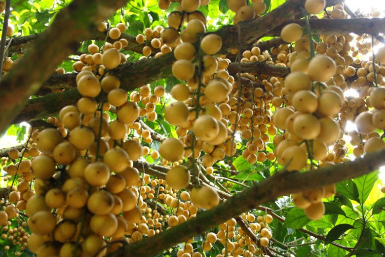 Vườn dâu Cái Tàu thuộc xã Nguyễn Phích, huyện U Minh, cách trung tâm thành phố Cà Mau khoảng 30km về phía Tây, tiếp giáp với rừng U Minh Hạ và dọc theo tuyến sông Cái Tàu.