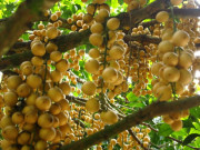 Xem ăn chơi - Loại quả xưa chín rụng đầy vườn, giờ thành đặc sản được người thành phố ưa chuộng, 70.000 đồng/kg