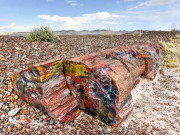 Xem ăn chơi - Những thân cây hóa thạch sặc sỡ có từ 200 triệu năm trước xuất hiện nhiều nhất ở nơi này