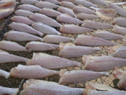 Tiêu dùng - Loại cá bị chê lên chê xuống nay "đổi đời" thành đặc sản giá đắt, còn bán ra nước ngoài