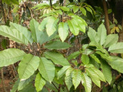 Xem ăn chơi - Loại rau xưa có đầy không ai ăn, giờ thành đặc sản Thanh Hóa có tiền cũng không mua được