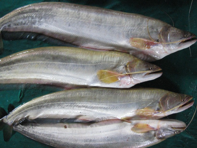 Đặc sản nổi tiếng Đồng Tháp, người giàu muốn thưởng thức cũng phải xếp hàng chờ đợi