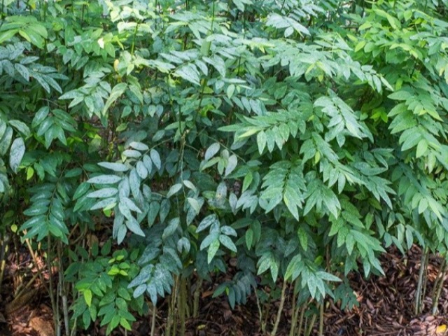 Loại rau xưa có đầy trong rừng, giờ thành đặc sản được ưa chuộng đến lạ , 80.000 đồng/kg