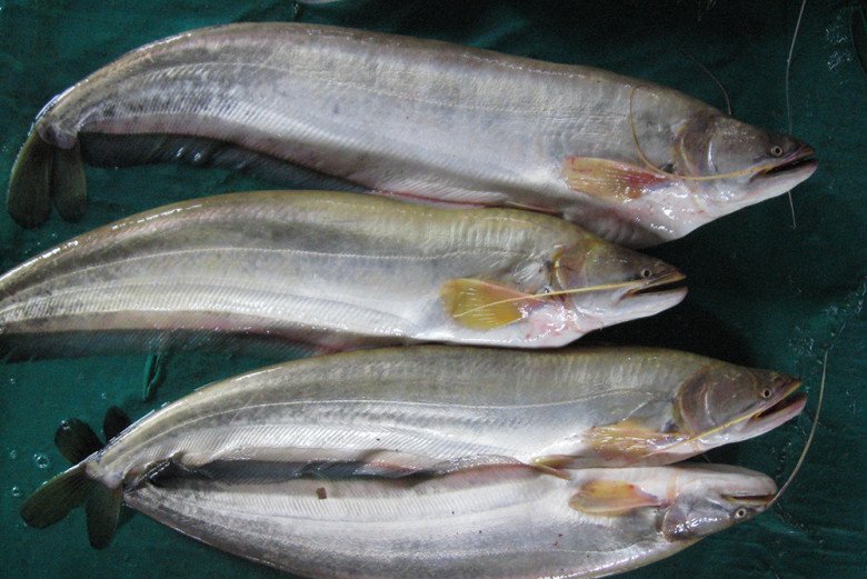 Cá leo thường có ở vùng biên giới giữa Việt Nam – Campuchia, sau đó chúng xuôi theo con nước về Đồng Tháp hoặc các tỉnh miền Tây.