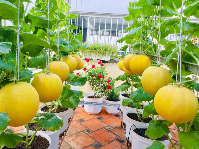 Mẹ đảm Sài Gòn chia sẻ bí quyết trồng cà chua sai trĩu quả, thu hoạch 100kg mỗi vụ - 5