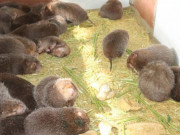 Tiêu dùng - Loài lạ ở Việt Nam cả đời không uống nước, bán làm đặc sản kiếm hàng trăm triệu/năm