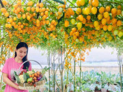 Nhà đẹp - Mẹ đảm Sài Gòn chia sẻ bí quyết trồng cà chua sai trĩu quả, thu hoạch 100kg mỗi vụ