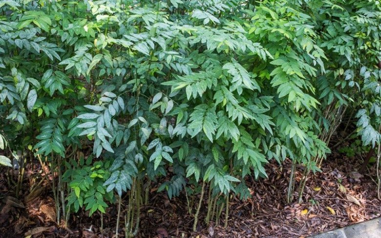 Rau ngót dại khá giống với rau ngót thường nhưng không mọc phổ biến như các loài rau dại khác.