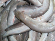 Tiêu dùng - Loài cá đặc sản nhìn sợ phát khiếp, xưa không ai ăn nay 400.000đồng/kg nhà giàu cũng mê